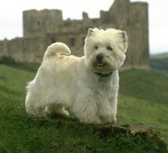 WESTIE