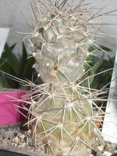 Tephrocactus bruchii - Tephrocactus