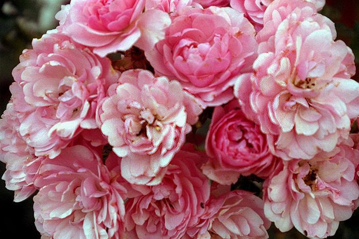 BLOSSOMS