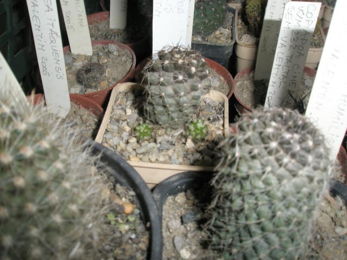 P1100032 - cactusi la iernat 2008-2009