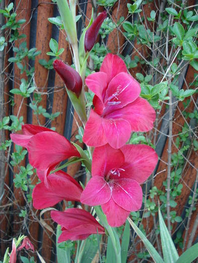 Red Gladiolus (2009, August 11)