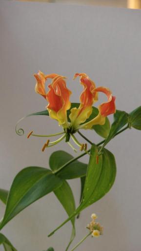 glorioza; primita de la Monica Trusca
