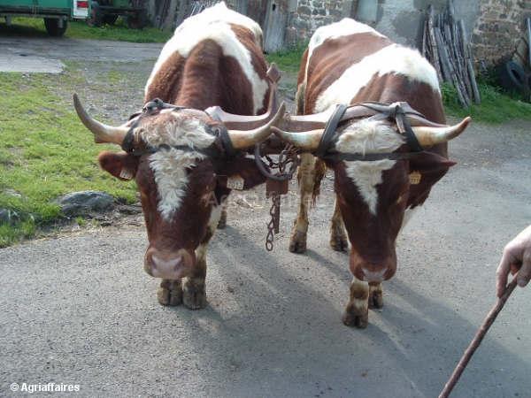 boi -ferrandais - Vaci de carne DANYJOJO