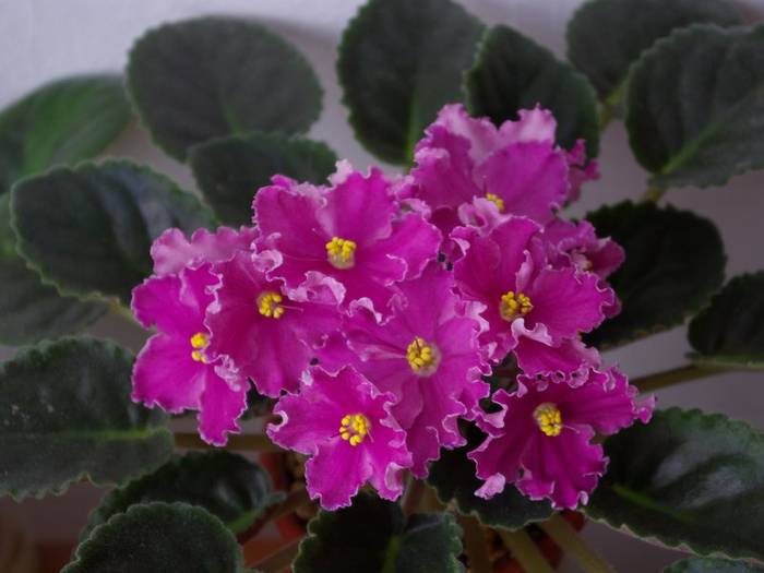 Rebel's Carnation Splash - 2013 - Violete Africane