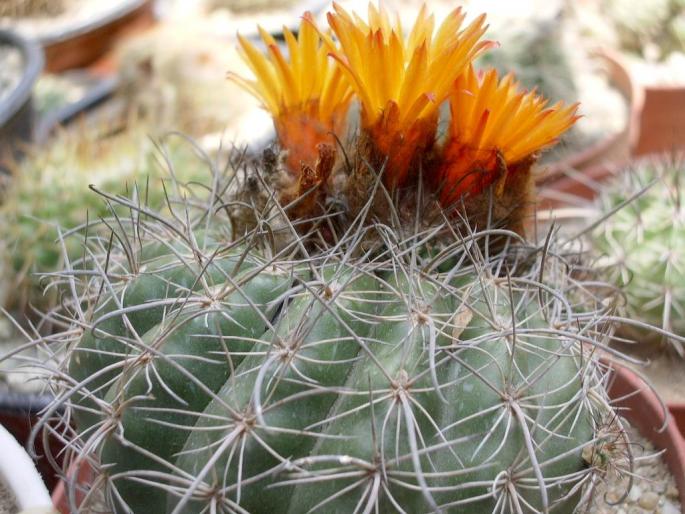 Parodia mairanana - cactusi