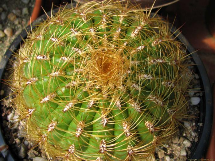 oroia_p - Cactusi care m-au impresionat prin frumusete