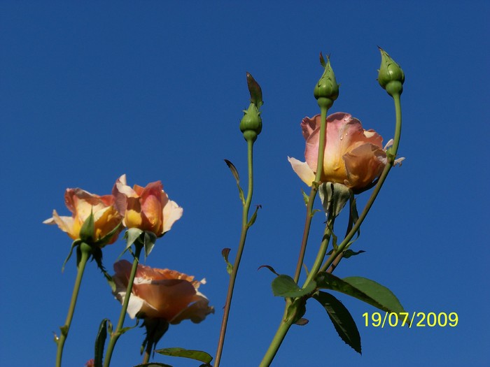 100_8180 - Iulie 2