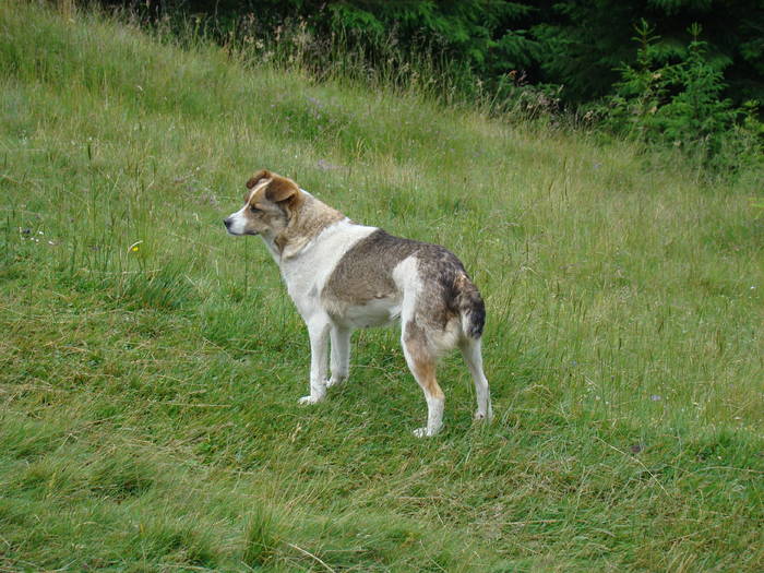 DSC03932 - Concediu 2009