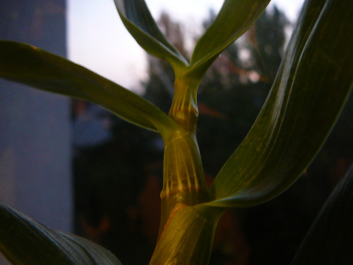 Dendrobium nobile; Dendrobium nobile
