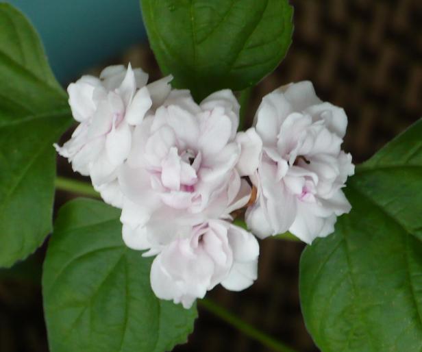 flori clerodendrum philippinum