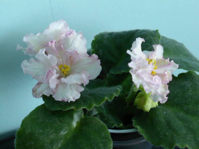P1140714 - Saintpaulia - violete de camera