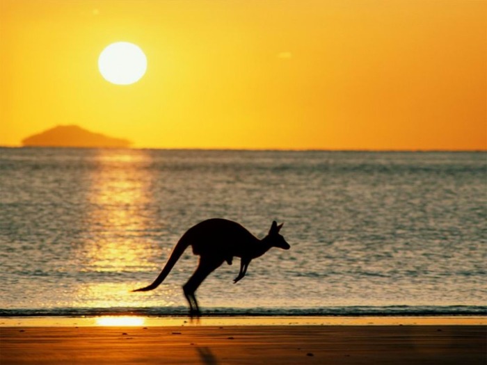 webshots1029 - Animale