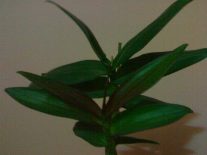 Dendro bigibbum - Dendrobium phalaenopsis 2008