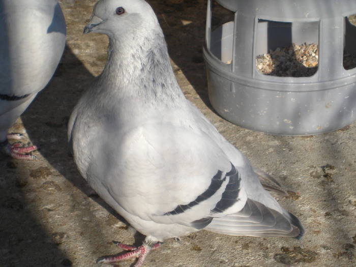 Copie (2) a Picture 008