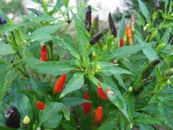 Black-Red Chili Peppers (2009, Sep.16) - Black Chili Pepper_02