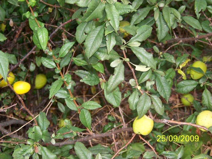 100_1969 - Toamna in curte  Timisoara