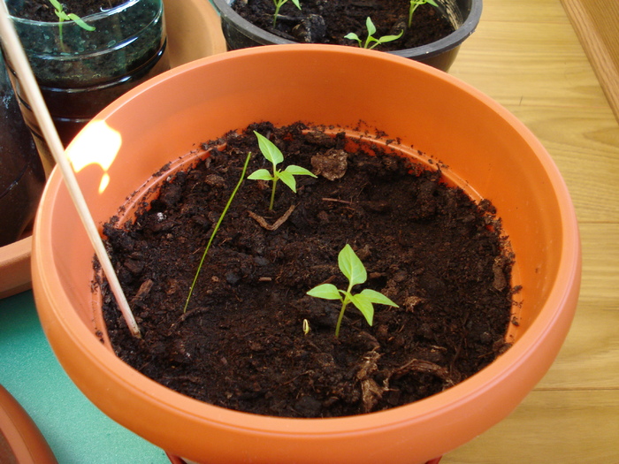 Habanero Peppers (2009, March 25)