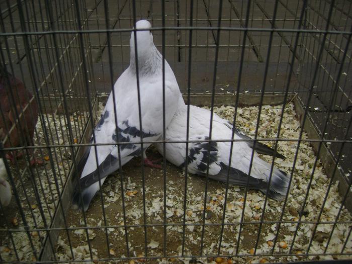 DSC05688 - Expozitie Sancraiu de Mures 2009 - Targ