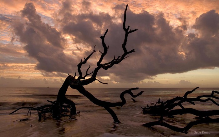 283_driftwoodbeach_1440x900