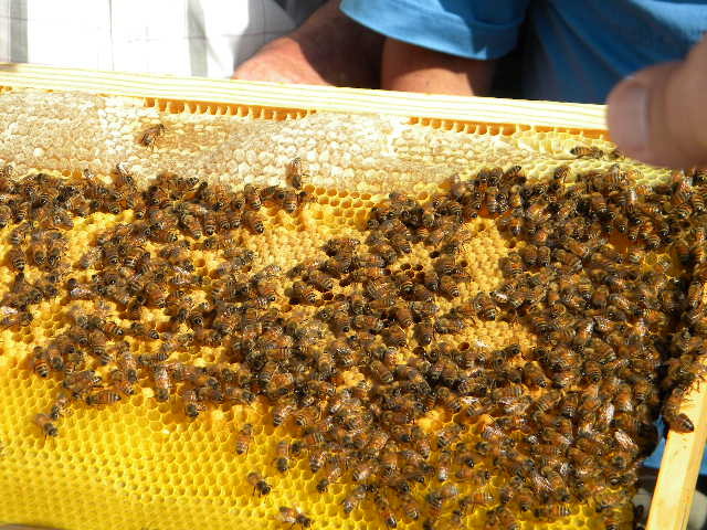 DSCN1798 - apicultorul francez
