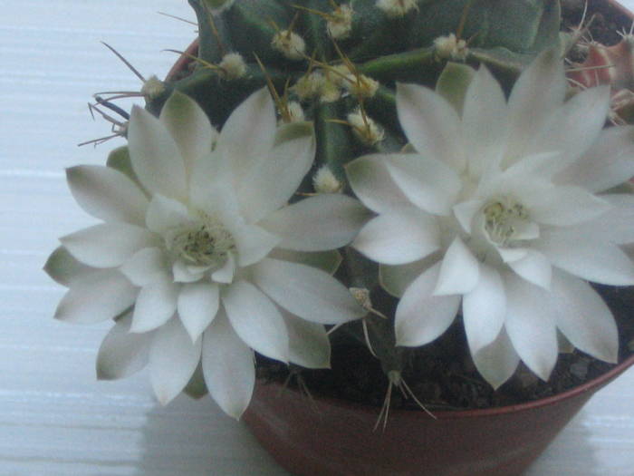 Gymnocalycium mihanovichii - iunie 2009