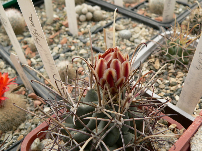 glandulicactus_uncinatus_boboc - genul Ancistrocactus