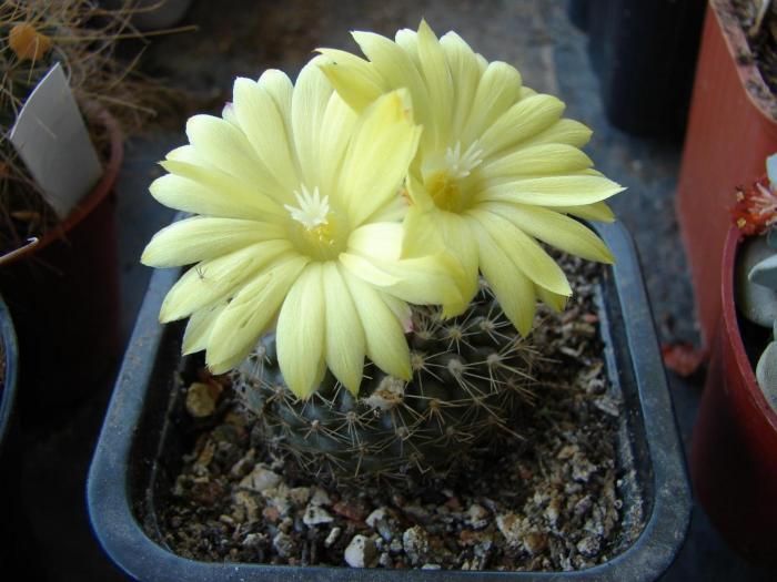 Parodia cardenasii - Cactusi la Mangalia