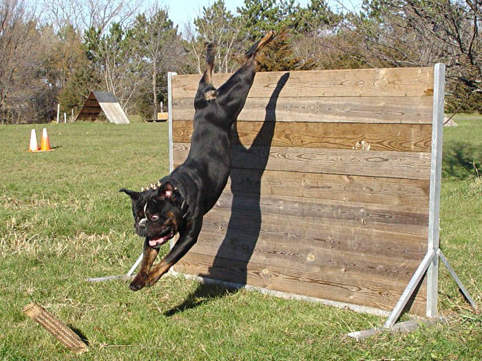 IMAG0011 - poze catei