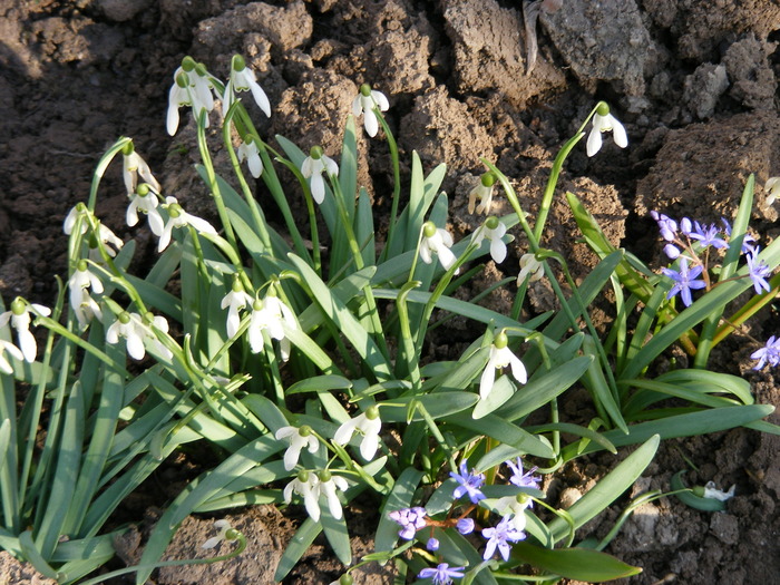GHIOCEI - FLORI 2009