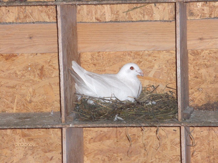 HPIM3877 - porumbeii