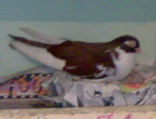 25052008395 - Tanasescu 1