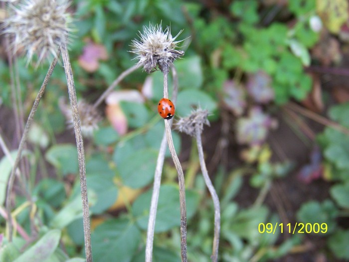 100_4121 - Toamna in curte  Timisoara