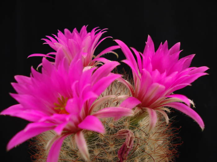 Mammillaria guelzowiana