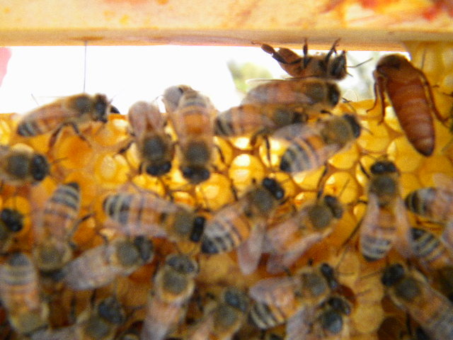 DSCN1805 - apicultorul francez