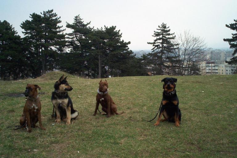 SOCIALIZARE; ARES,PIT,AX,CORA.
