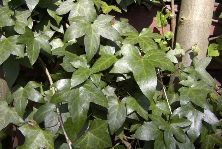 HEDERA HELIX.1 - Liane