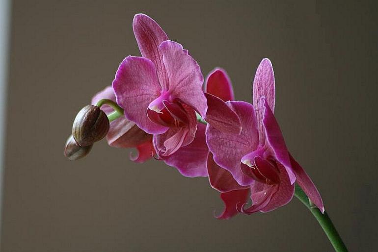 phalaenopsis - orhidee