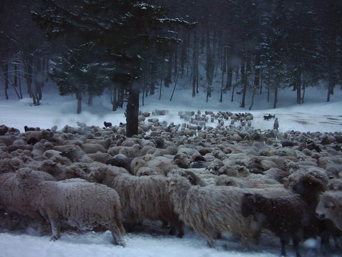 DSCI0094 - 2006 02 Sinaia