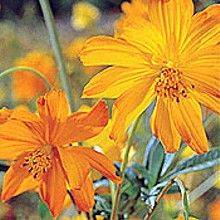 cosmos_sulphureus[1]