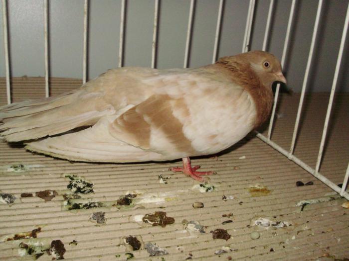 gagiu 2 - 1506 2 porumbei rz