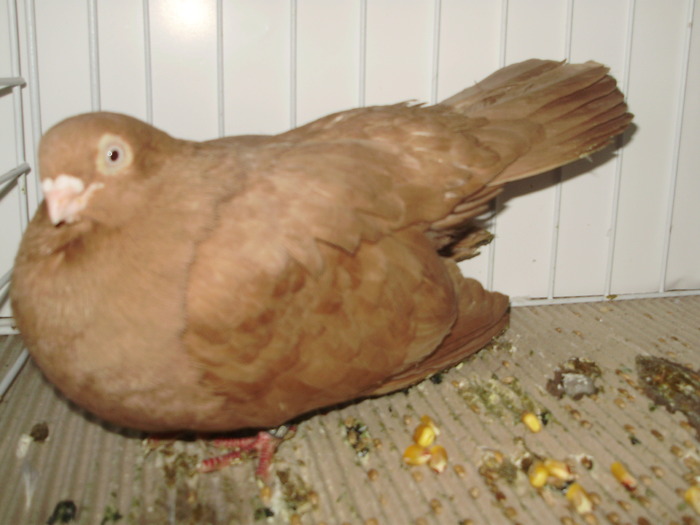 galati uni 3 - 1509 rom juc 1