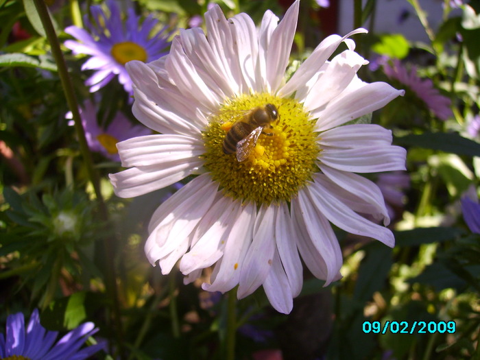 IMG_8588 - insecte si flori