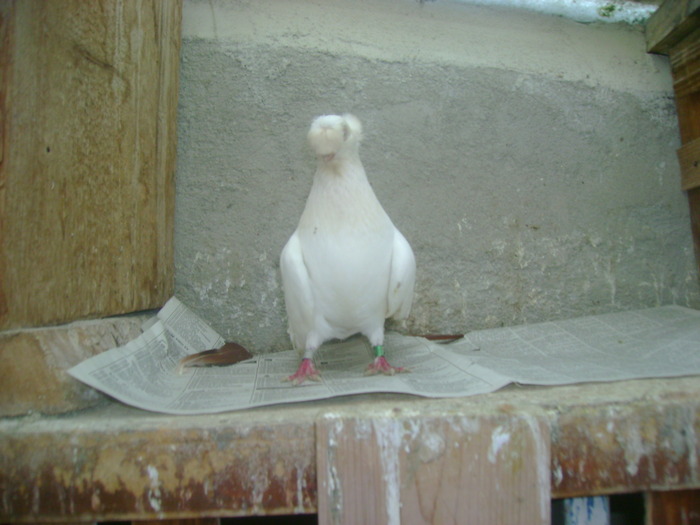 pozedecembrie 2009 151 - poze decembrie 2009