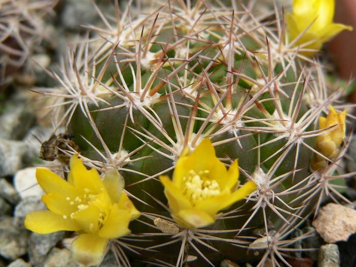 weingartia_trollii - genul Rebutia