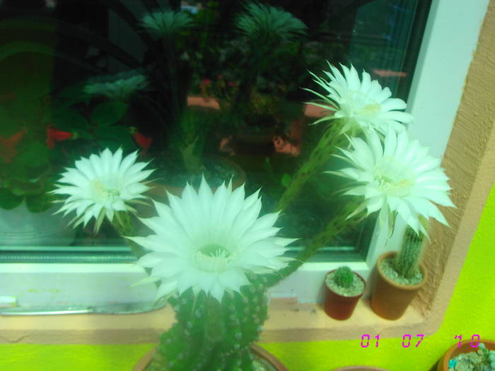 Echinopsis alb - CACTUSI