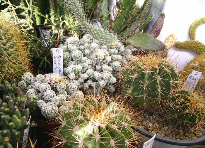 Mammillaria gracilis