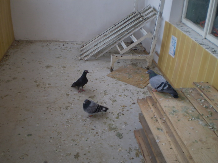 porumbei bolnavi la carantina