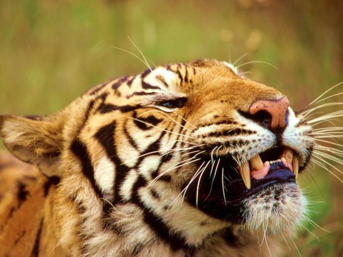 Bengal Tiger, Bangladesh, Nepal, India - leoparzi si tigri