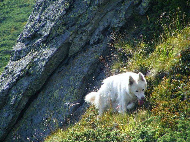 DSCF4406 - 2 august 2009 Traseu Suior Secatura Creasta Cocosului Gutaiul Doamnei  Vf Gutai