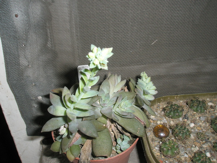 P1140021 - cactusi la iernat 2009-2010